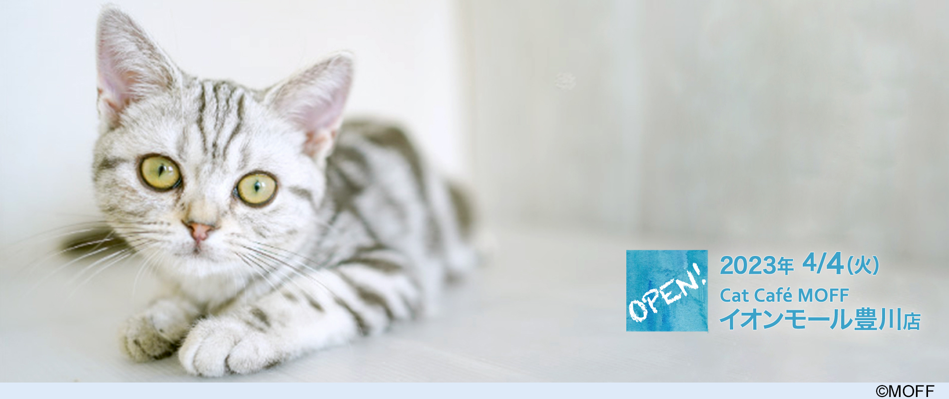 Cat Café MOFF イオンモール豊川店