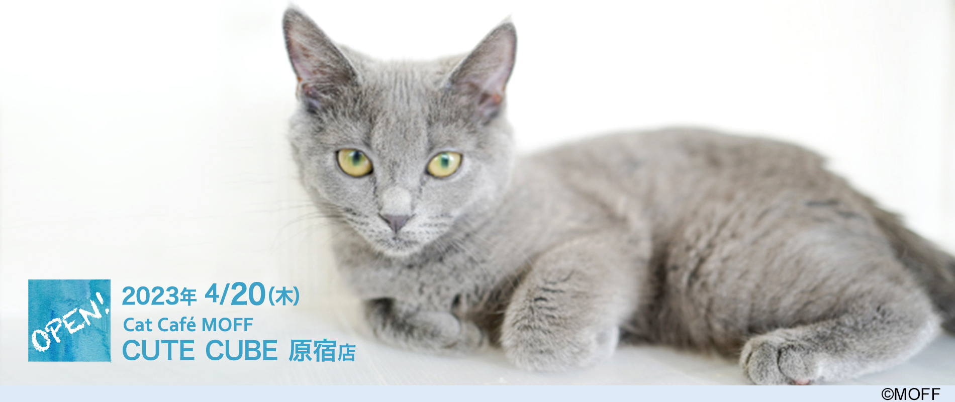 Cat Café MOFF CUTE CUBE 原宿店